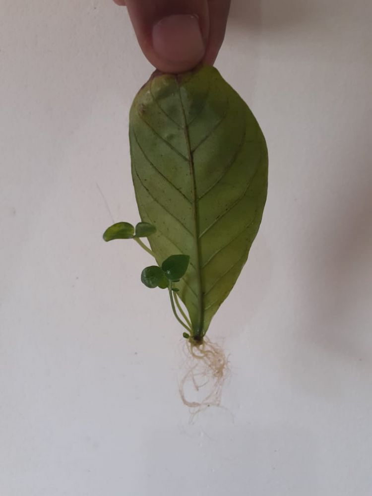 Chacrona Var. Cabocla (Psychotria viridis) - Folha enraizada para cultivo Imagem 1
